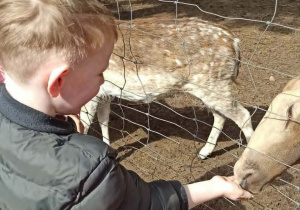 Dzieci w mini zoo