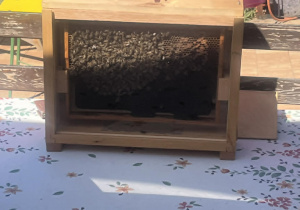 Wycieczka do pasieki